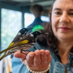 Personal dream interpretation, birds