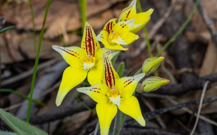 A to Z of Dreams, F for Flowers