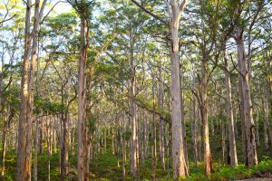 A to Z of Dreams, F for Forest.