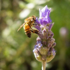 Bee Dream Interpretation A to Z